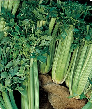 Tall Utah 52-70 R Improved Celery